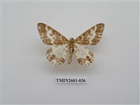 藏品(尺蛾115)的圖片